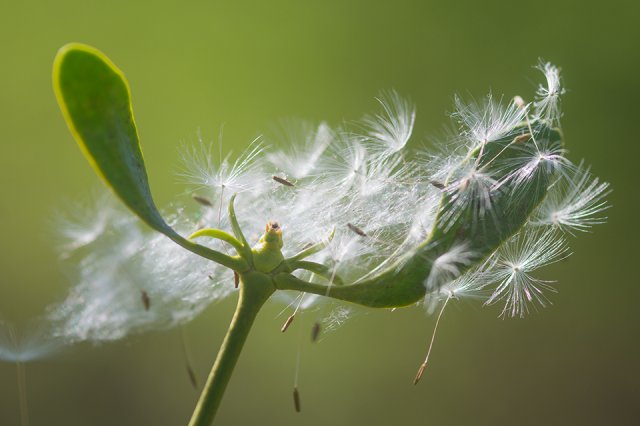 Pusteblumensamen haben sich auf einer jungen Mistel gesammelt