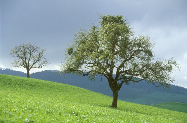 Ein Apfelbaum steht an einem Hang und traegt mehrere Mistelbuesche