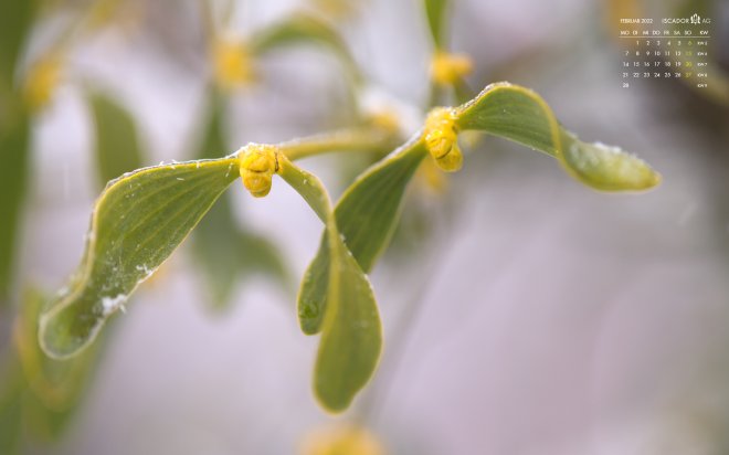 Kalenderbild Februar 2022 Format 16:10