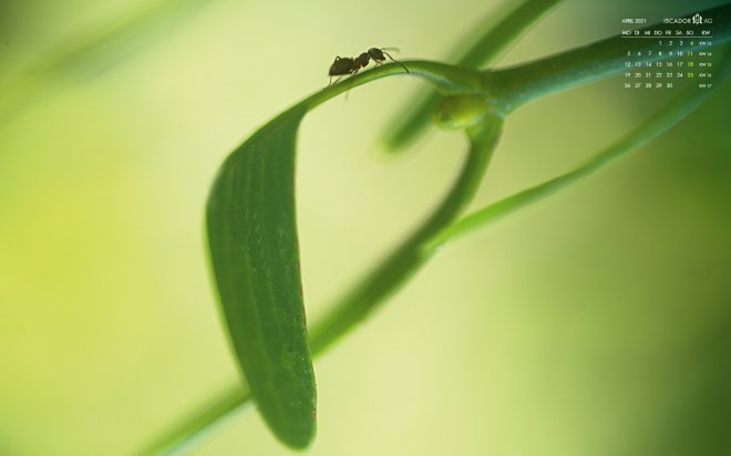 Mistletoe Picture April 2021 format 16:10