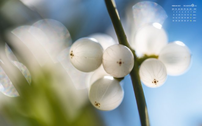 Mistletoe Picture February 2021 format 16:10