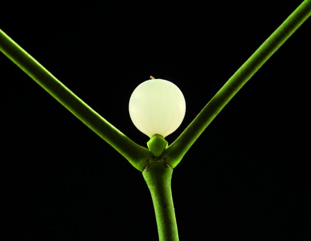 A white mistletoe berry shines between green stalks against a dark background