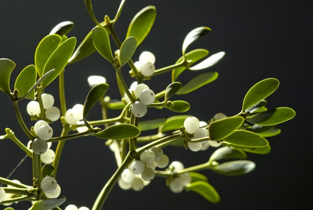 A mistletoe branch with many white berries and green leaves