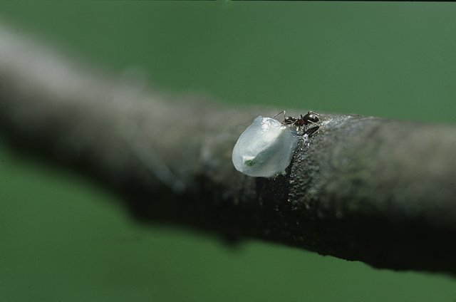 An ant investigating a mistletoe berry sticking to the topside of a branch