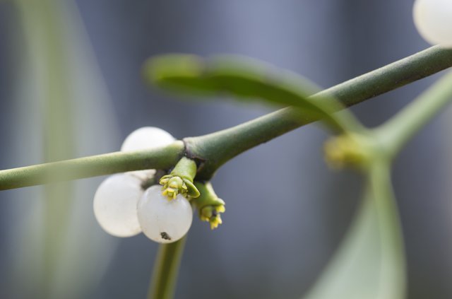 Close-up of white mistletoe berries sitting on the plant right next to the new spring blossoms