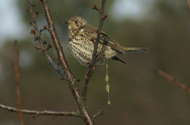 A mistletoe thrush sits in leafless branches and excretes digested mistletoe berries