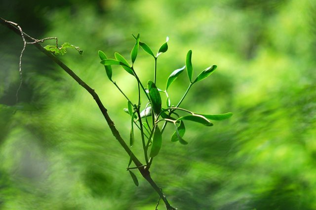 A young mistletoe bush on a thin branch is shined on by the sun