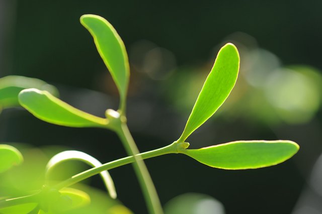 Mistletoe branches touch gently in sunlight