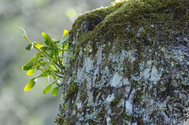 Young mistletoe plant on an old mossy tree stump