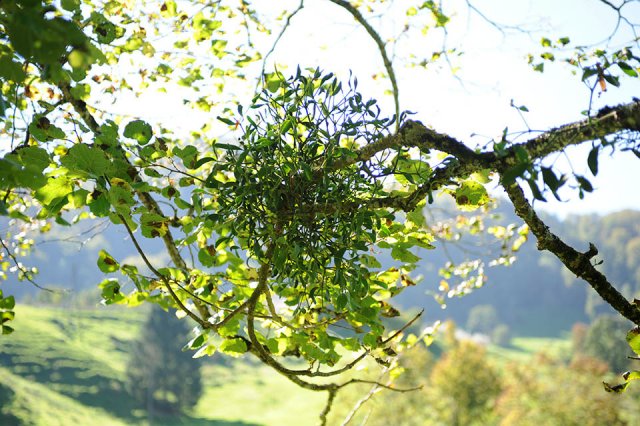 Un buisson de gui sur une branche, paysage vallonné à l'arrière-plan