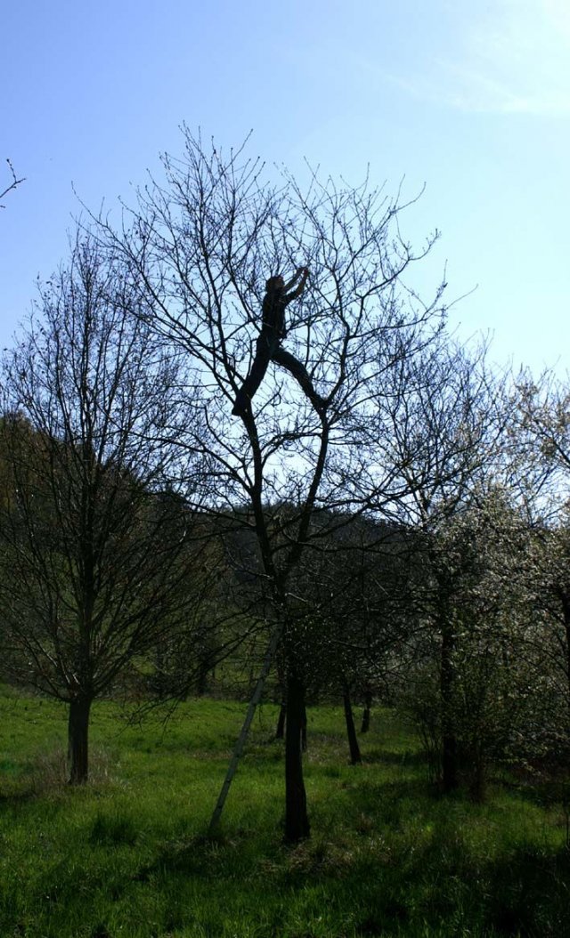 Un homme se tient debout, les jambes écartées, dans les branches supérieures d'un arbre et sème du gui.